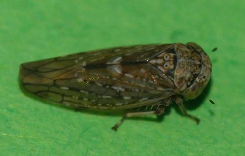Acericerus vittifrons